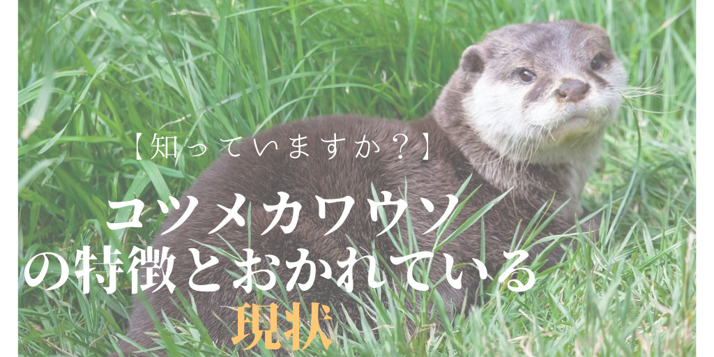 カワウソが一般的なペットになれば 安い